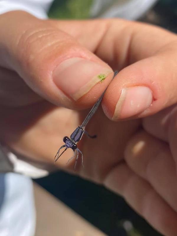 Photo of Blue-tipped Dancer