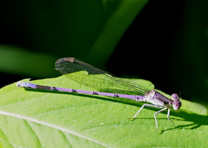 Photo of Variable Dancer (Violet Dancer ssp.)