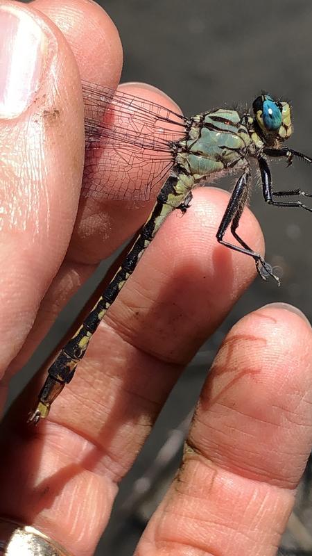 Photo of Unicorn Clubtail