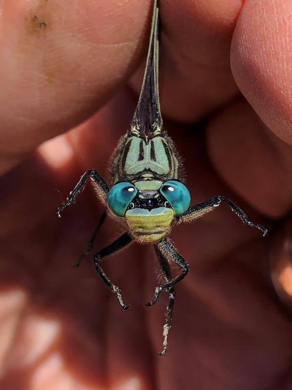 Photo of Unicorn Clubtail