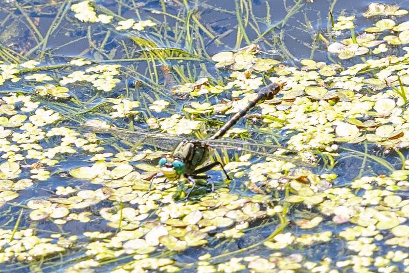 Photo of Unicorn Clubtail