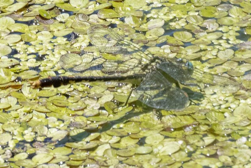 Photo of Unicorn Clubtail