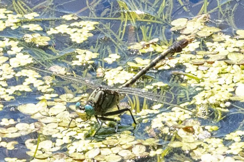 Photo of Unicorn Clubtail