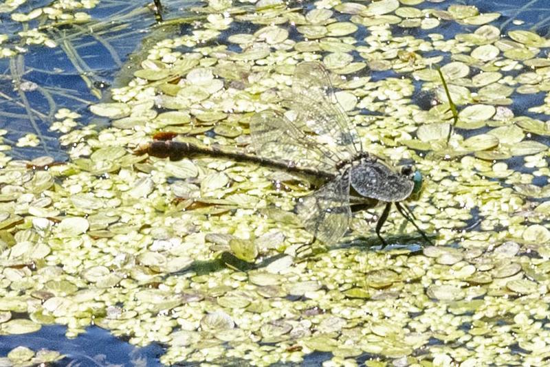 Photo of Unicorn Clubtail