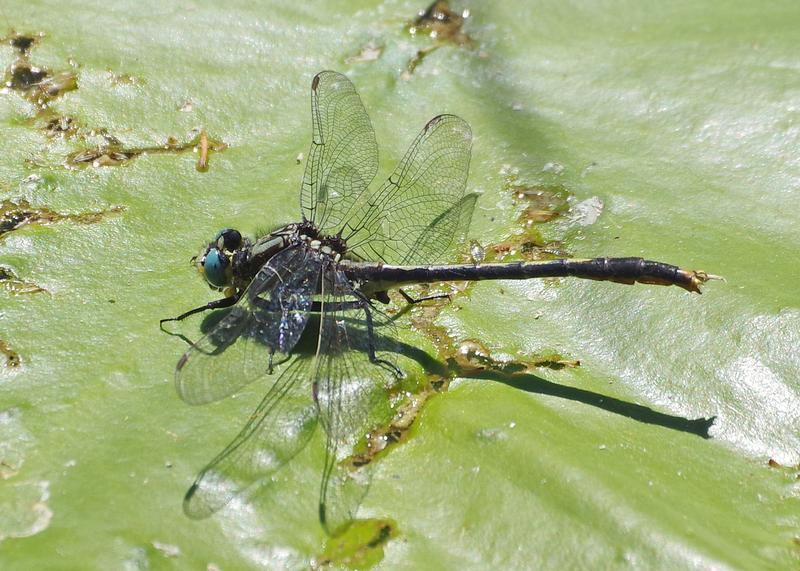 Photo of Lilypad Clubtail