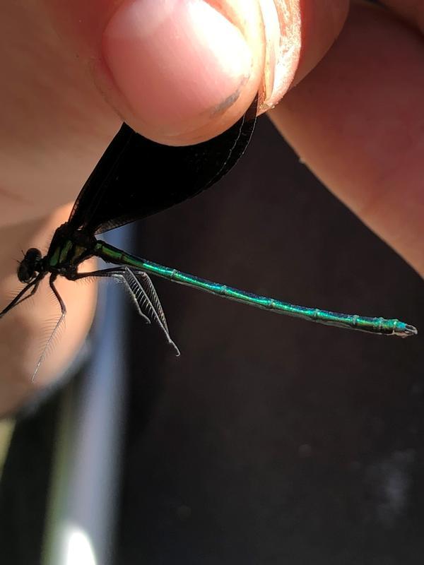 Photo of Ebony Jewelwing