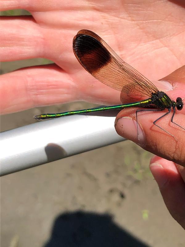 Photo of River Jewelwing