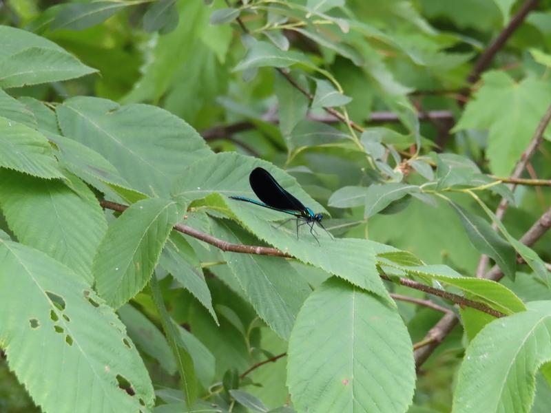 Photo of Ebony Jewelwing