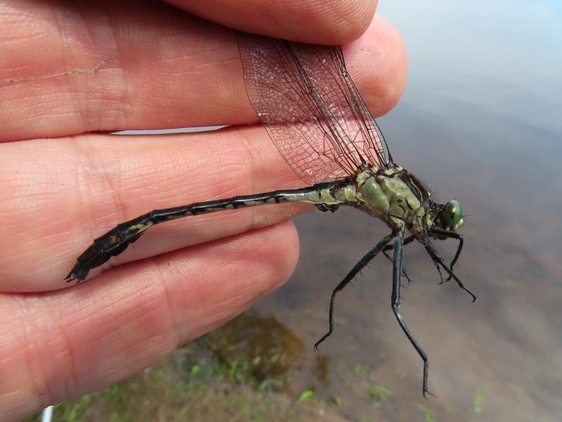 Photo of Black-shouldered Spinyleg