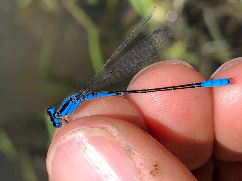 Photo of Azure Bluet