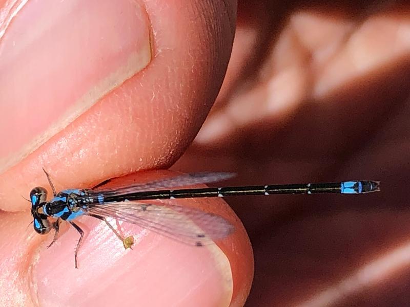 Photo of Azure Bluet