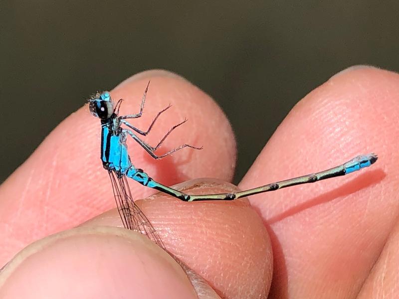 Photo of Skimming Bluet