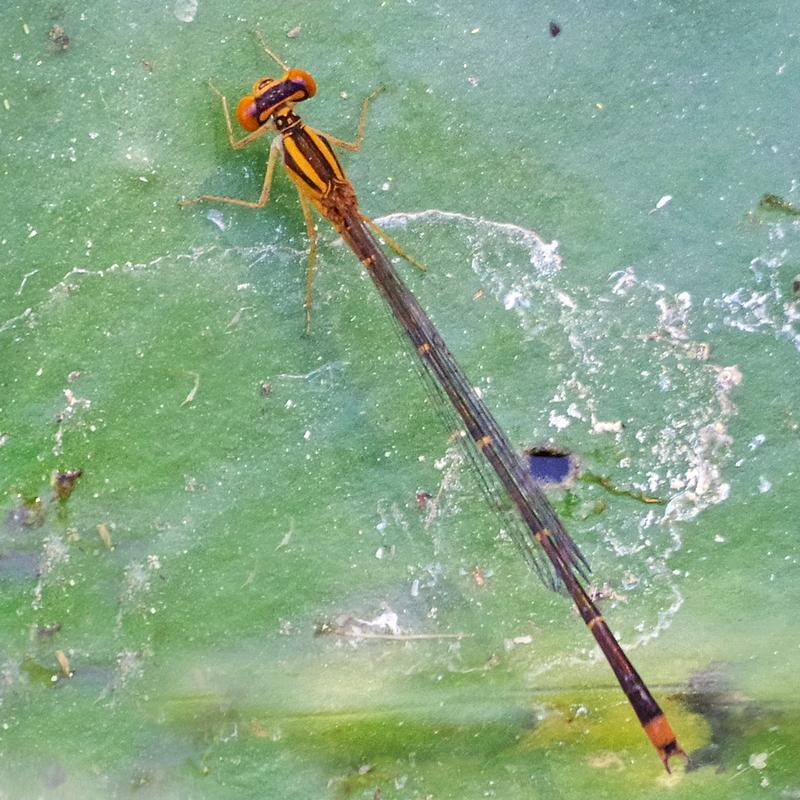 Photo of Orange Bluet