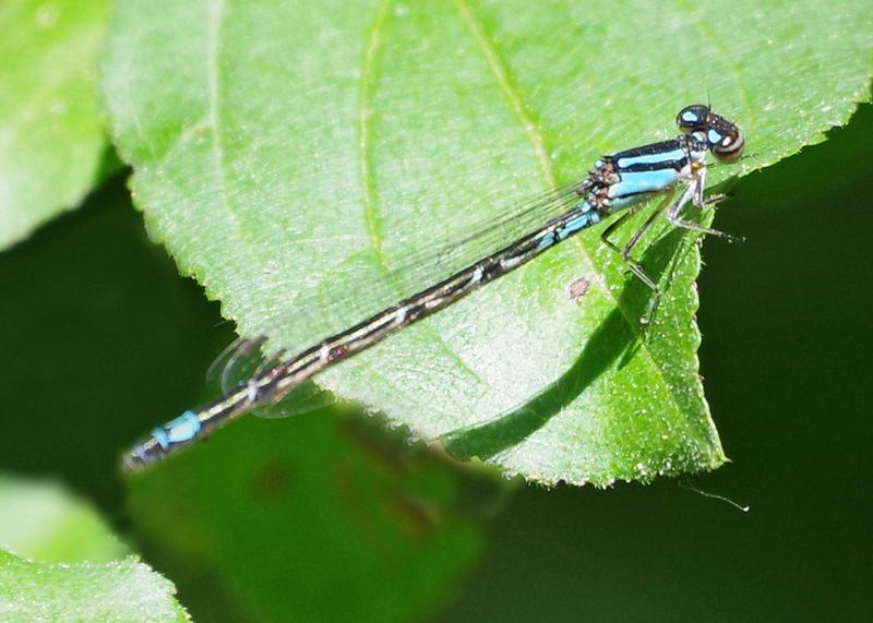 Photo of Skimming Bluet