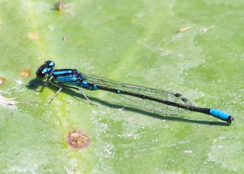 Photo of Skimming Bluet