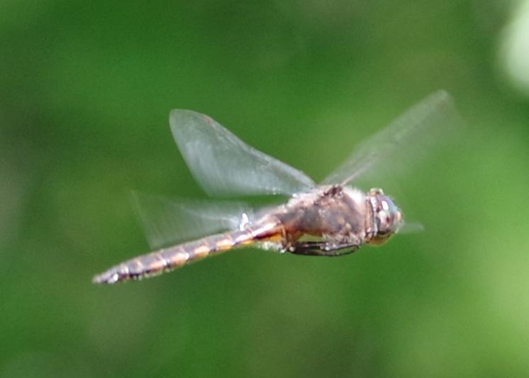 Photo of Common Baskettail