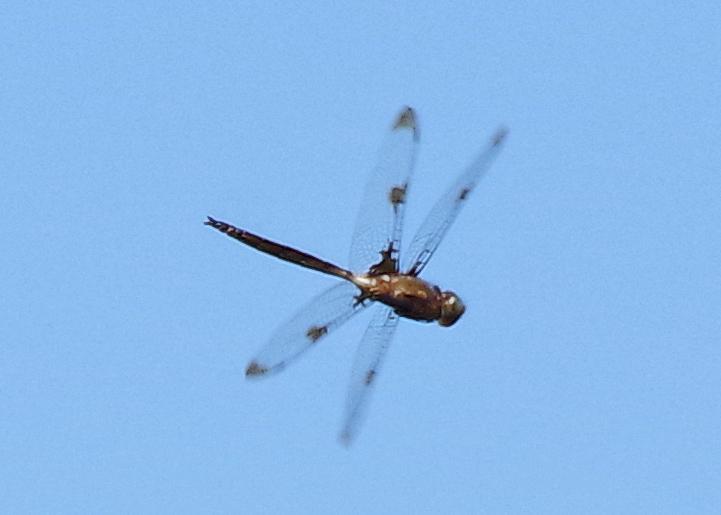 Photo of Prince Baskettail
