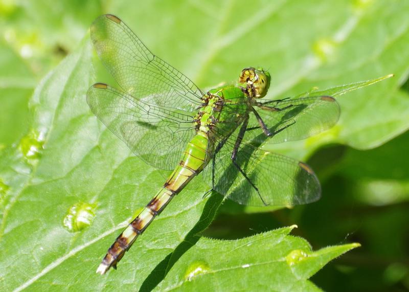 Photo of Eastern Pondhawk
