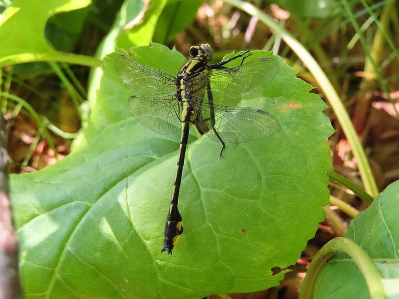 Photo of Midland Clubtail