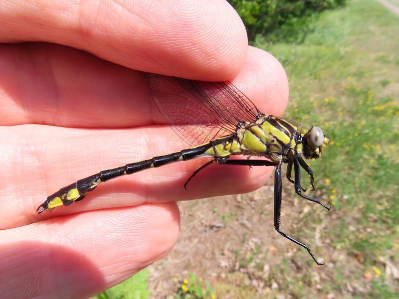 Photo of Midland Clubtail