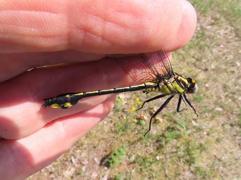 Photo of Midland Clubtail