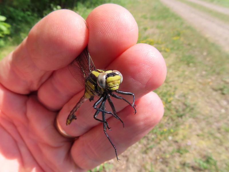 Photo of Midland Clubtail