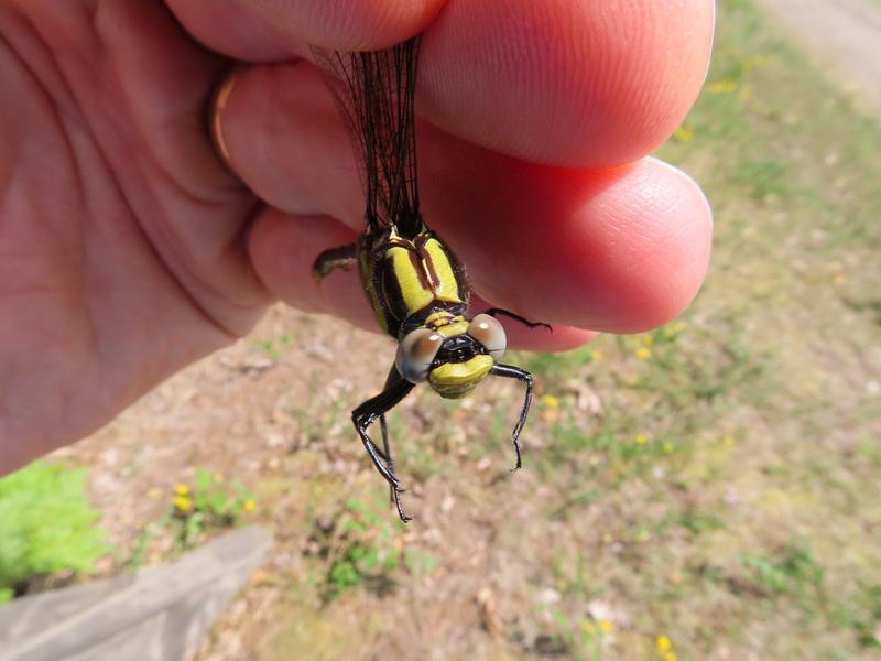 Photo of Midland Clubtail