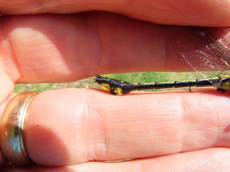 Photo of Midland Clubtail