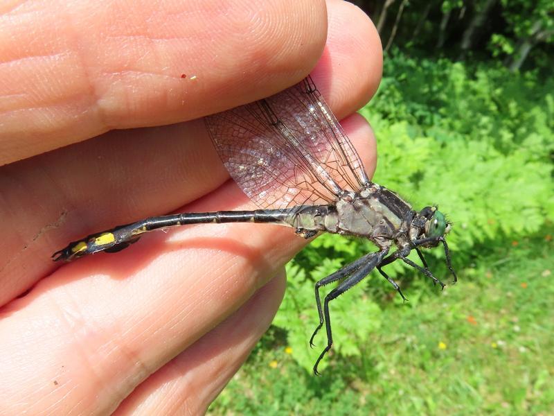 Photo of Skillet Clubtail