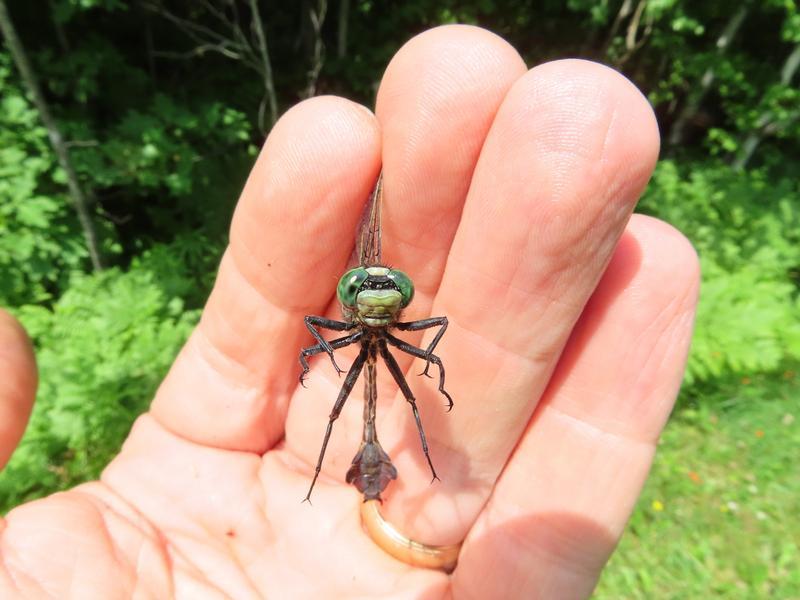 Photo of Skillet Clubtail