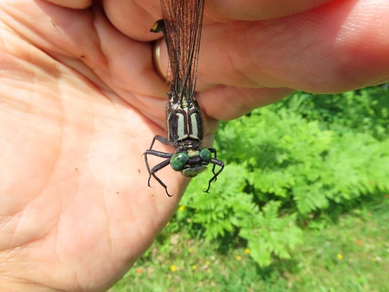 Photo of Skillet Clubtail