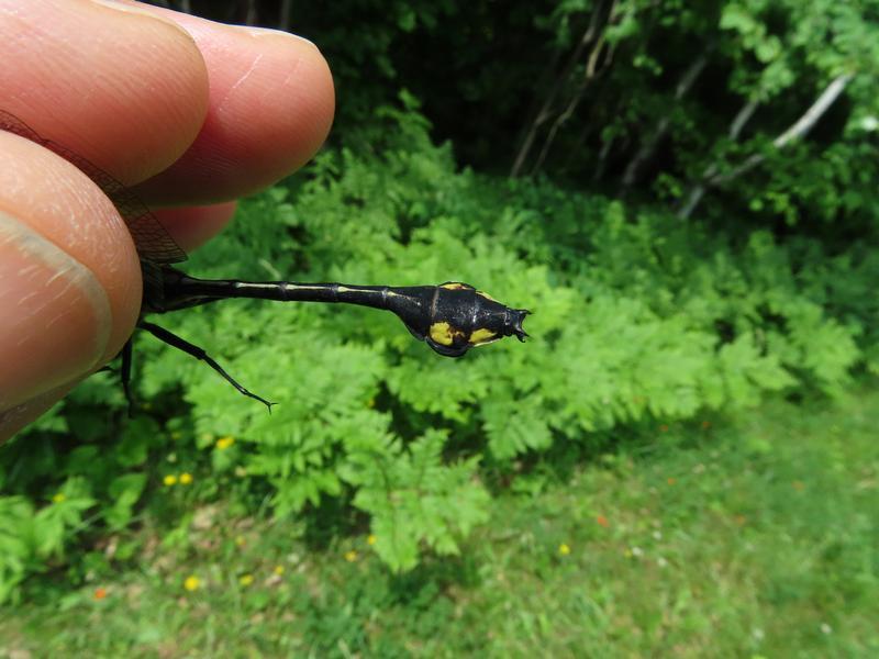 Photo of Skillet Clubtail