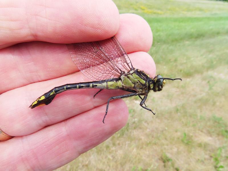 Photo of Skillet Clubtail