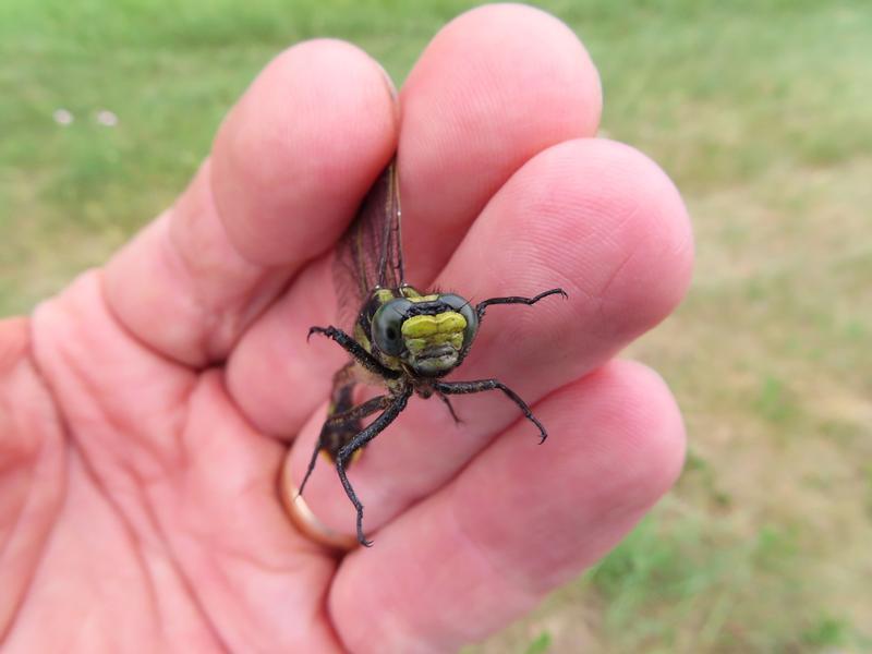 Photo of Skillet Clubtail