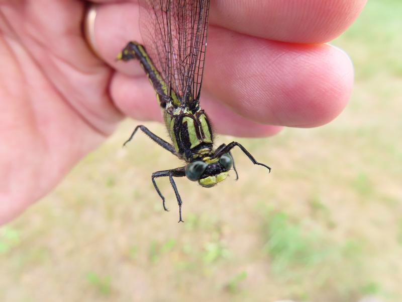 Photo of Skillet Clubtail