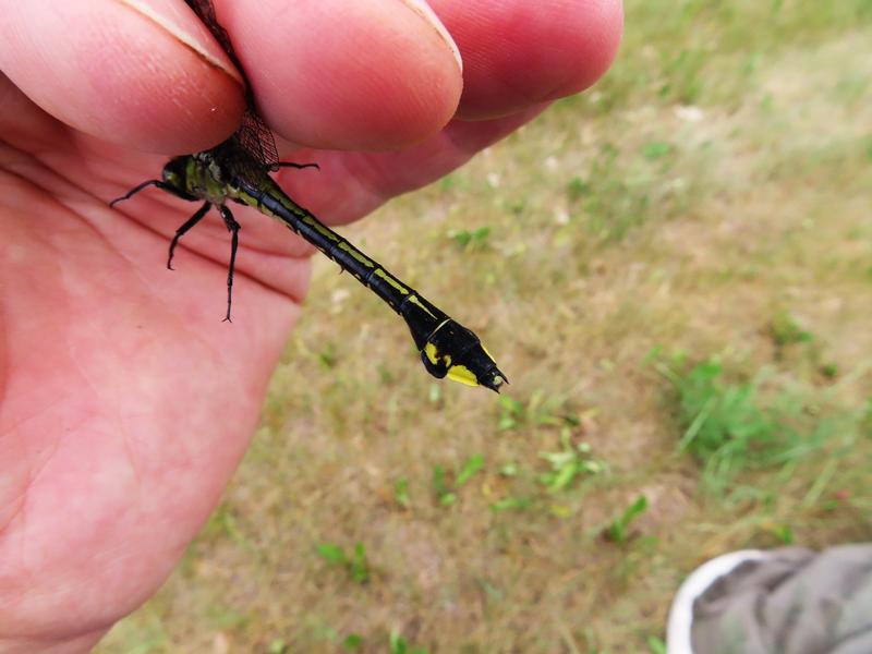 Photo of Skillet Clubtail