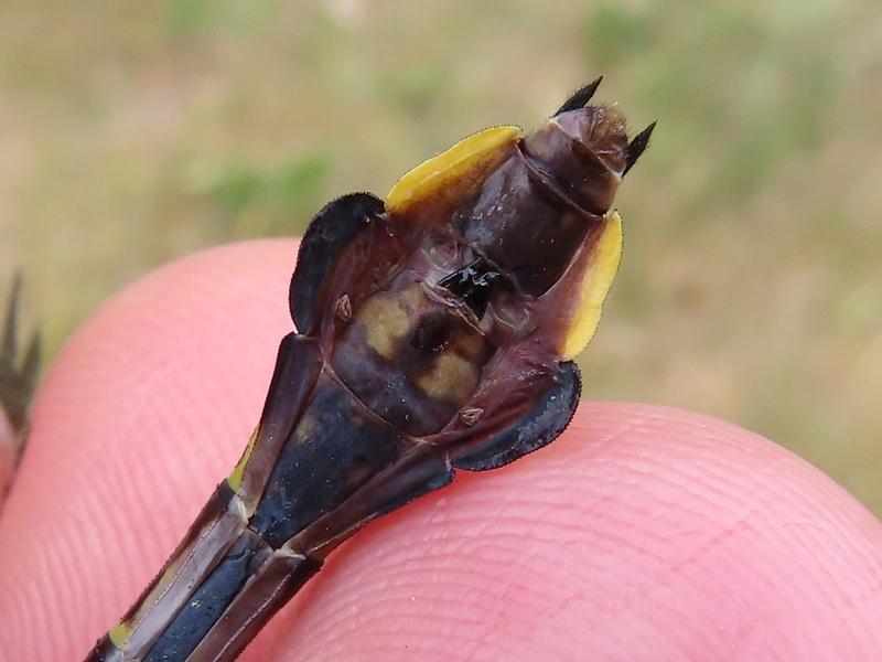 Photo of Skillet Clubtail