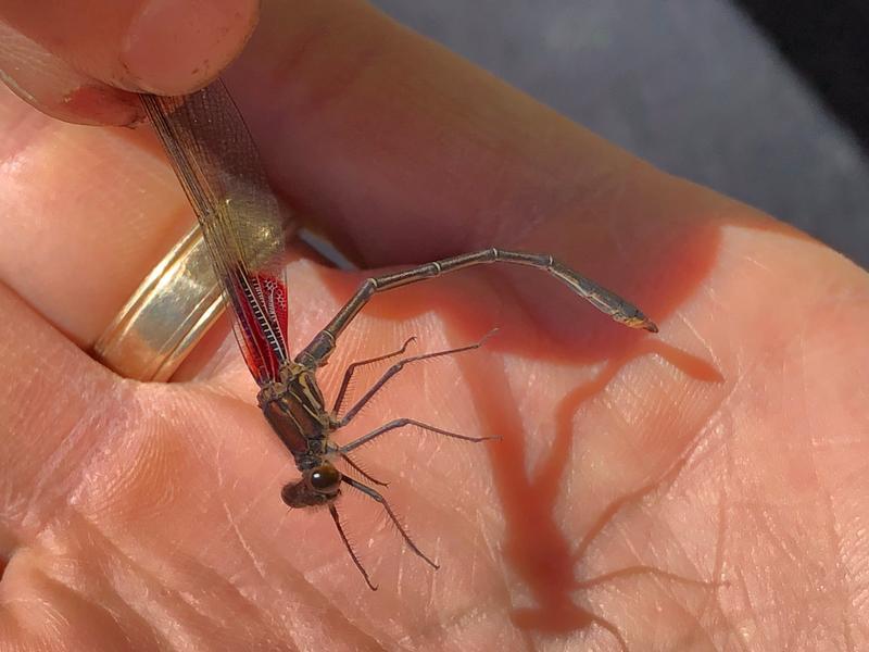 Photo of American Rubyspot