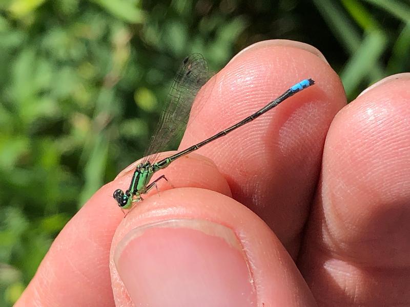 Photo of Eastern Forktail