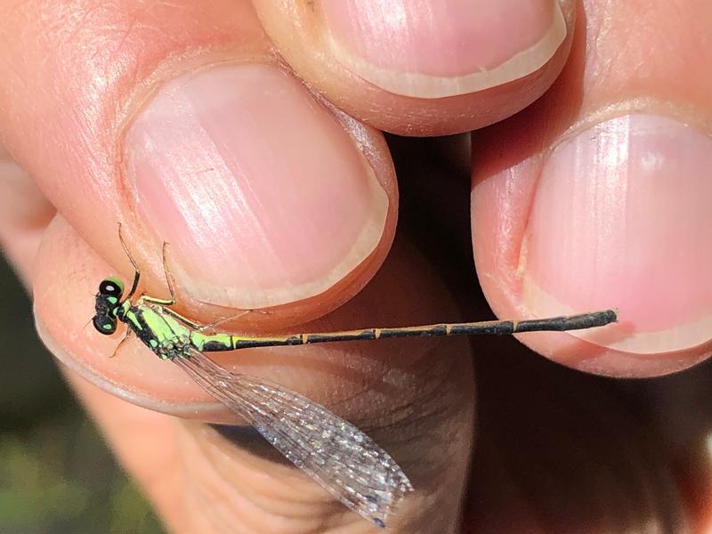 Photo of Fragile Forktail