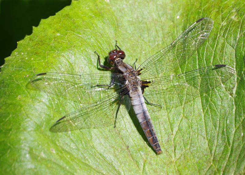 Photo of Chalk-fronted Corporal
