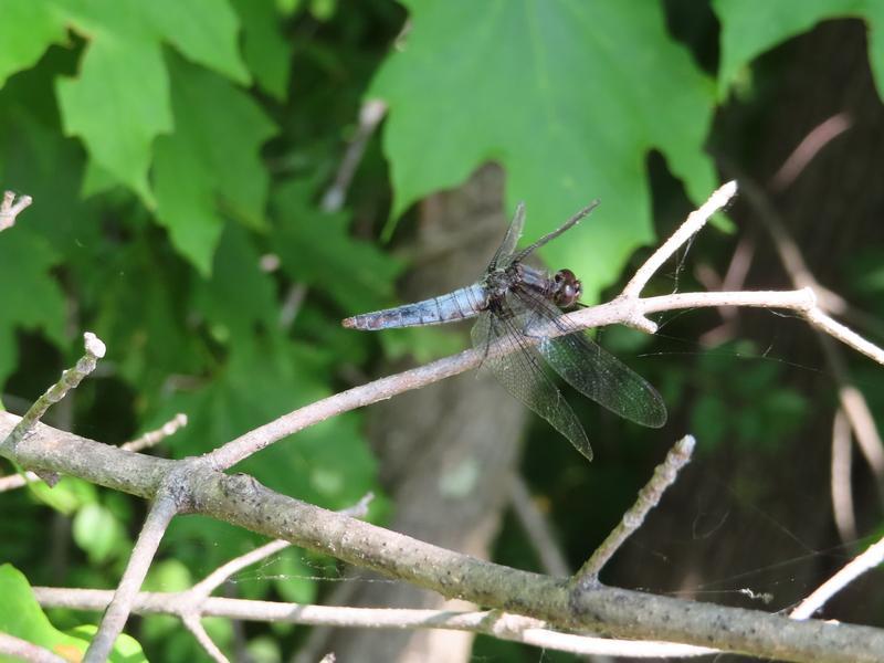 Photo of Chalk-fronted Corporal