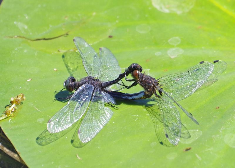 Photo of Dot-tailed Whiteface