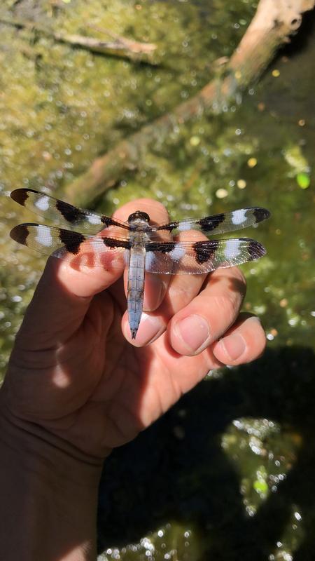 Photo of Twelve-spotted Skimmer