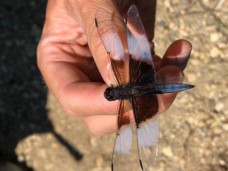 Photo of Widow Skimmer