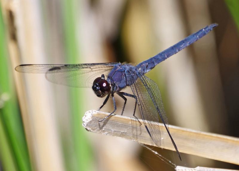 Photo of Slaty Skimmer
