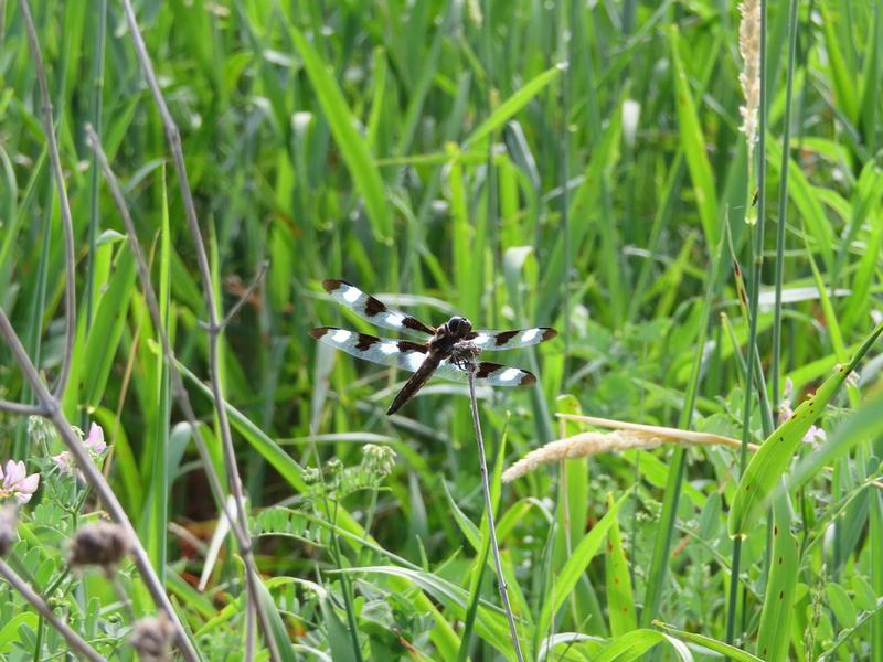 Photo of Twelve-spotted Skimmer