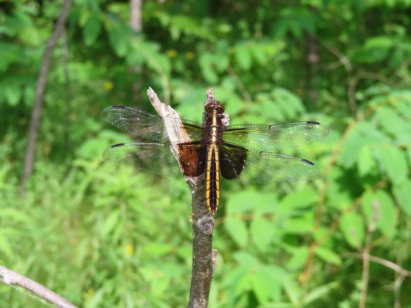 Photo of Widow Skimmer