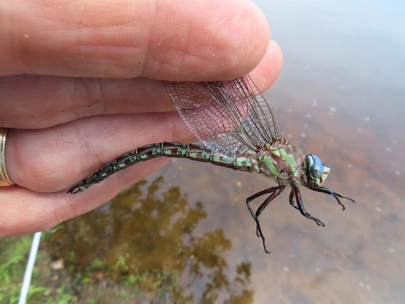 Photo of Cyrano Darner