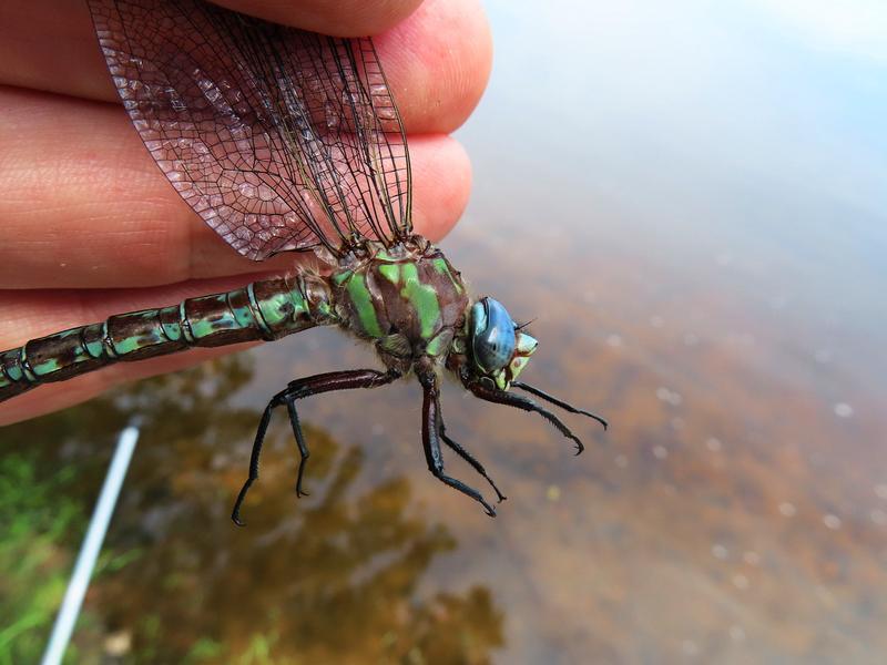 Photo of Cyrano Darner